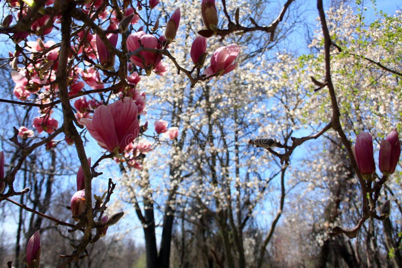 La vista da sotto un albero della magnolia di piattino sboccia con cielo blu immagine stock La vista da sotto un albero della magnolia di piattino sboccia con cielo blu immagine stock