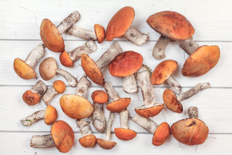 La vista da tavolo, ha selezionato di recente i funghi della foresta, scaber rosso-ricoperto insegue il aurantiacum/albostipitatu immagini stock La vista da tavolo, ha selezionato di recente i funghi della foresta, scaber rosso-ricoperto insegue il aurantiacum/albostipitatu immagini stock