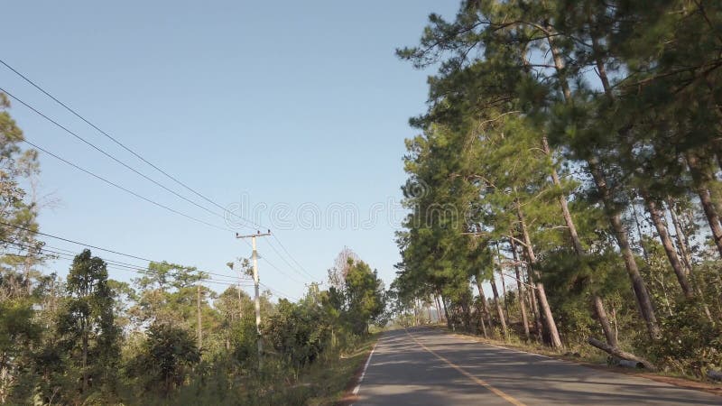 La vista del conducente mentre si sposta sulla strada locale circonda la foresta di pini alta foresta in tempo di tramonto inverna