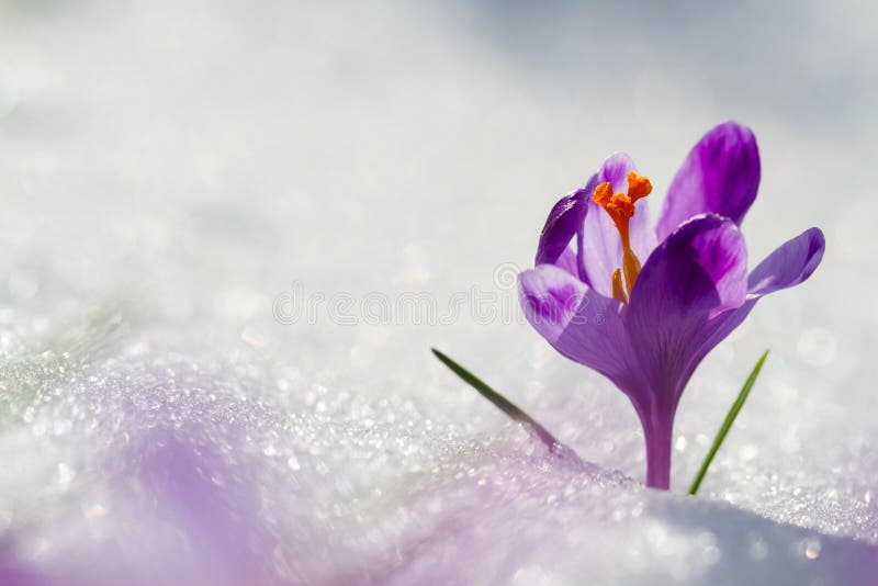 La vista della molla di fioritura di magia fiorisce il croco che cresce dalla neve in fauna selvatica Luce solare stupefacente su immagini stock libere da diritti La vista della molla di fioritura di magia fiorisce il croco che cresce dalla neve in fauna selvatica Luce solare stupefacente su immagini stock libere da diritti