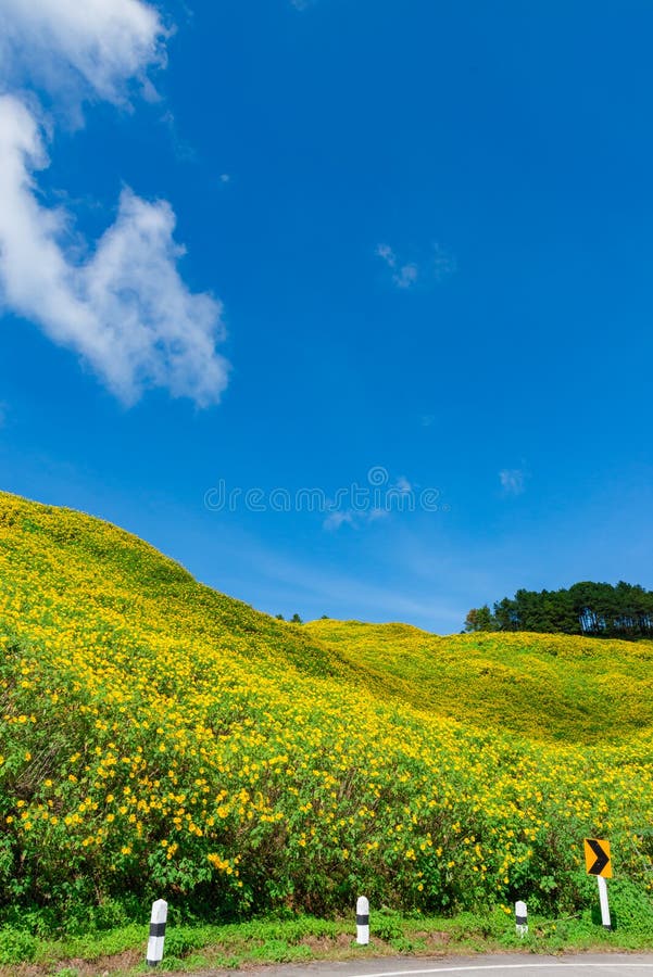 La vista di marigold Maxican Sunflower o Tree fiorisce sulla collina vista di Thung Bua Tong, Doi Mae Aukor, Khun Yuam, Mae Hong immagine stock libera da diritti