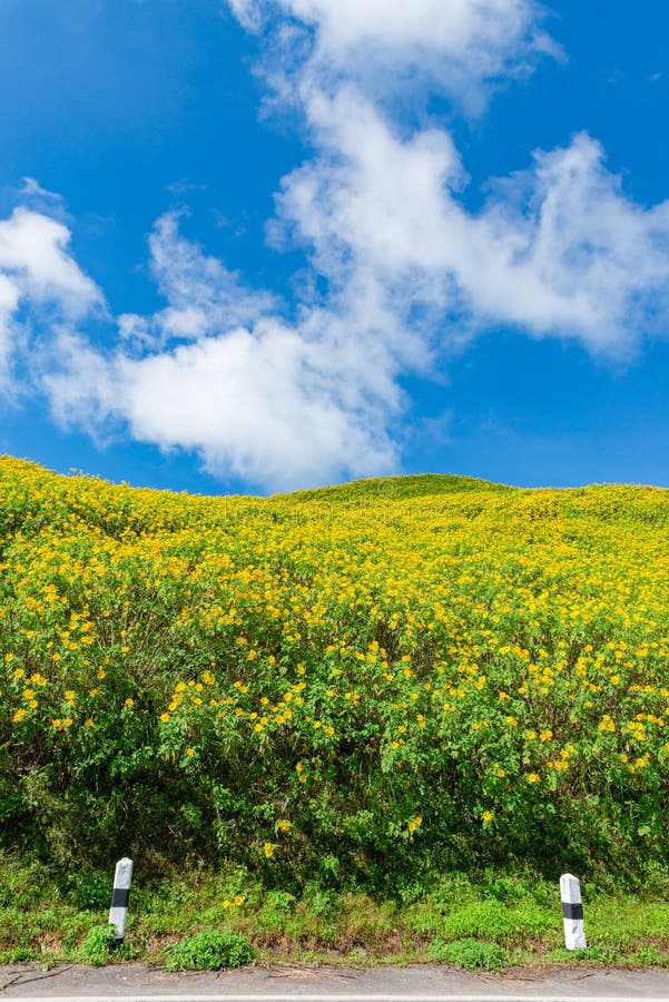 La vista di marigold Maxican Sunflower o Tree fiorisce sulla collina vista di Thung Bua Tong, Doi Mae Aukor, Khun Yuam, Mae Hong fotografie stock libere da diritti