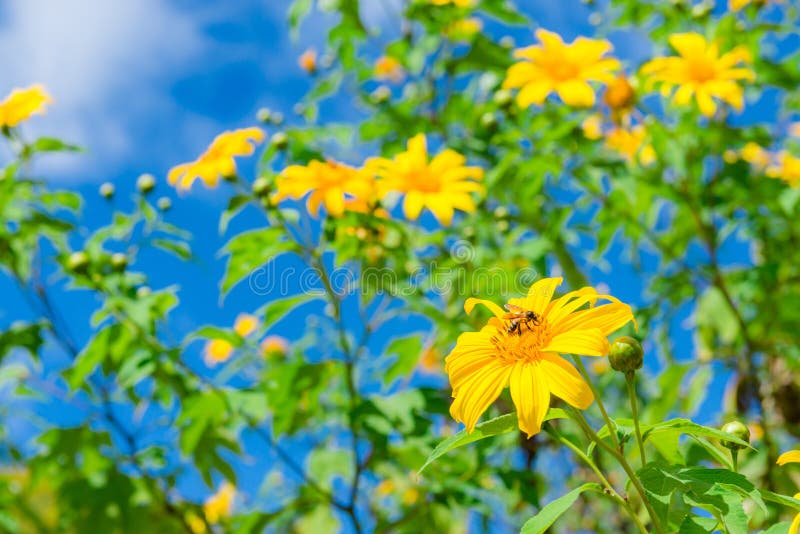 La vista di marigold Maxican Sunflower o Tree fiorisce sulla collina vista di Thung Bua Tong, Doi Mae Aukor, Khun Yuam, Mae Hong fotografia stock libera da diritti