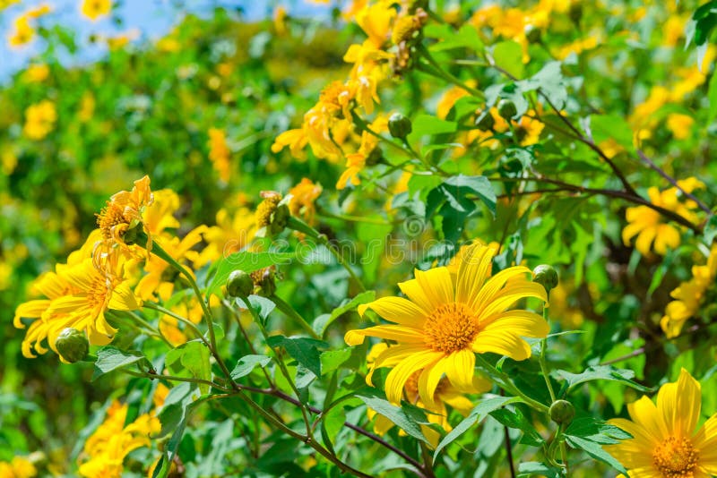 La vista di marigold Maxican Sunflower o Tree fiorisce sulla collina vista di Thung Bua Tong, Doi Mae Aukor, Khun Yuam, Mae Hong fotografie stock libere da diritti