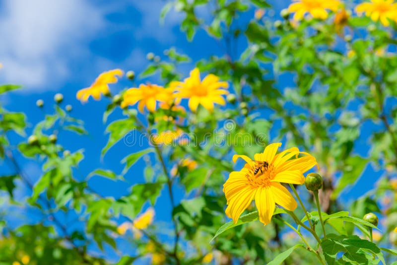 La vista di marigold Maxican Sunflower o Tree fiorisce sulla collina vista di Thung Bua Tong, Doi Mae Aukor, Khun Yuam, Mae Hong fotografia stock
