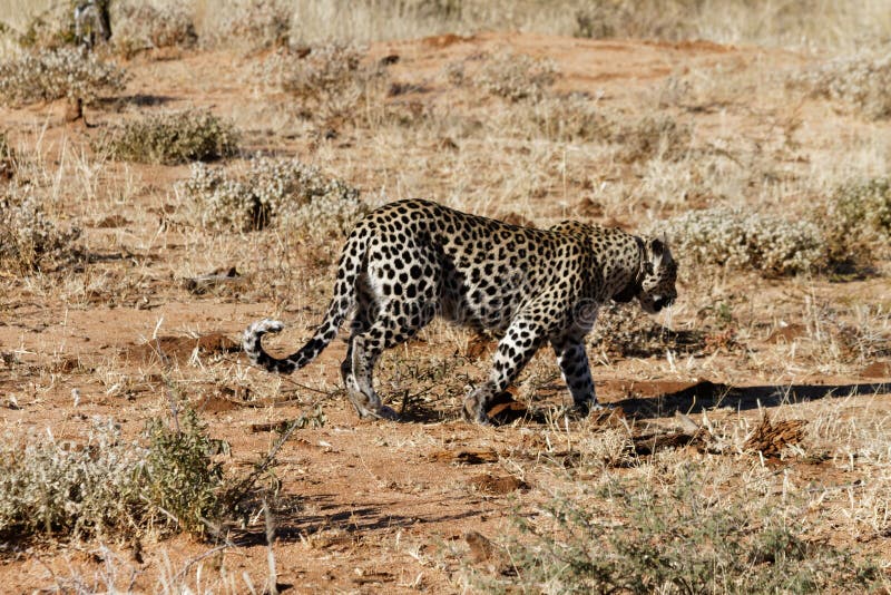La vista laterale del leopardo africano che vagano in cerca di preda attraverso la terra arancio e l'erba asciutta nel primo matt fotografia stock libera da diritti La vista laterale del leopardo africano che vagano in cerca di preda attraverso la terra arancio e l'erba asciutta nel primo matt fotografia stock libera da diritti