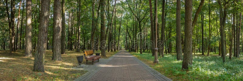 la vista panoramica del parco pubblico della città con un banco sull'orlo di un vicolo ombreggiato ordinato ha allineato con gli fotografie stock libere da diritti la vista panoramica del parco pubblico della città con un banco sull'orlo di un vicolo ombreggiato ordinato ha allineato con gli fotografie stock libere da diritti