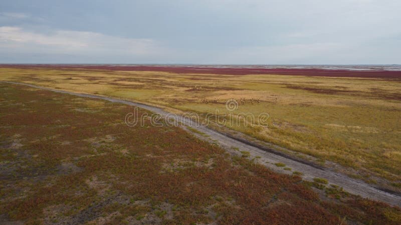 La vista superiore del branco di cervi attraversa un'erba gialla marrone sull'isola di dzharylhach fotografia stock