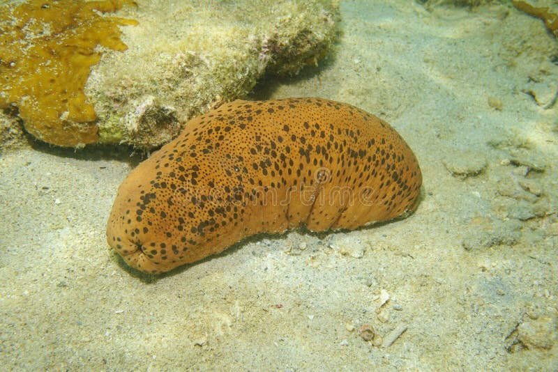 La vita marina subacquea Tre-ha remato l'oloturia