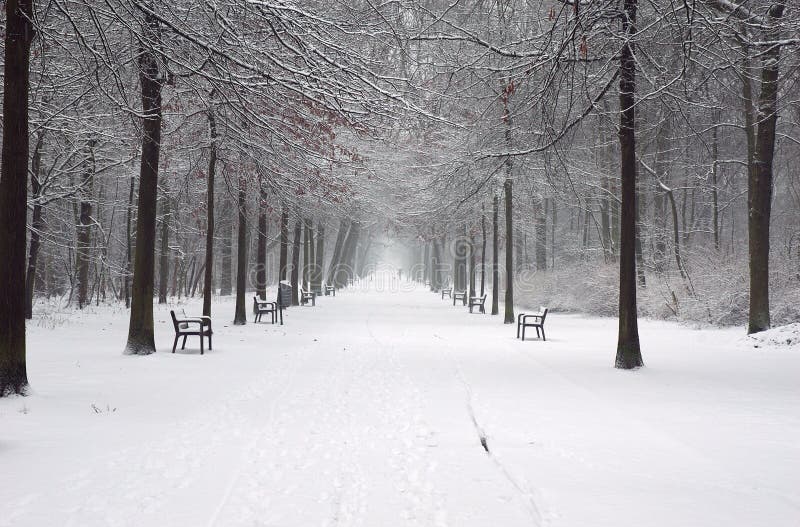 A lane true a park after a small snow storm. A lane true a park after a small snow storm