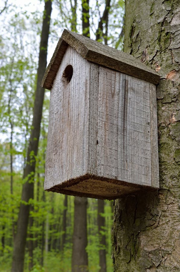 La volière sur un arbre dans la forêt.
