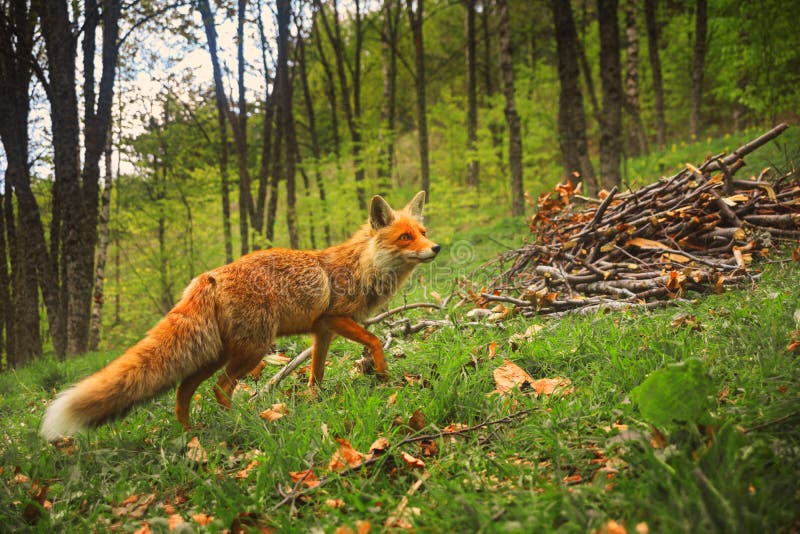 La volpe lanuginosa rossa selvaggia con lo sguardo curioso cammina nella foresta sul gra