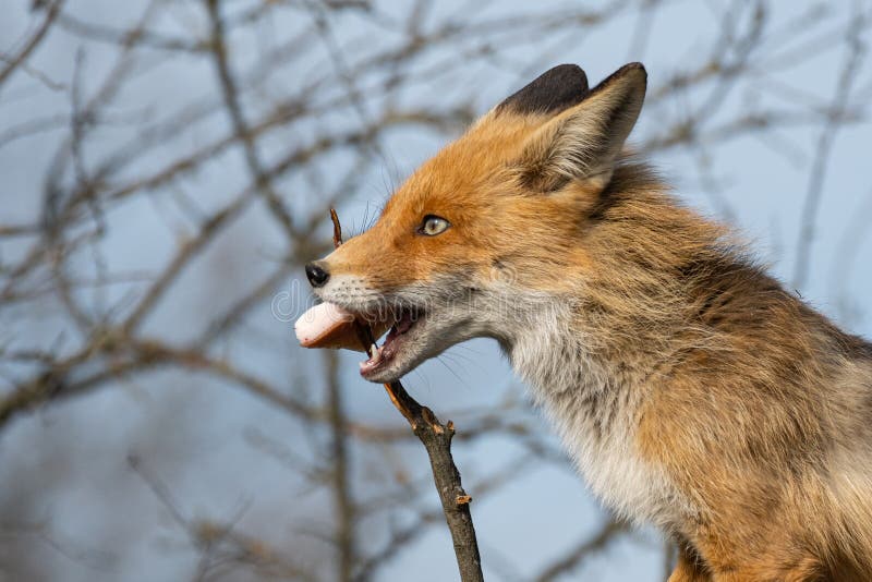 Red fox removes lard from a branch. Vulpes vulpes. Red fox removes lard from a branch. Vulpes vulpes.