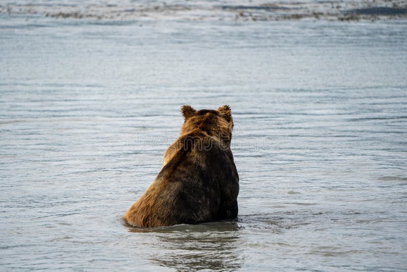 La vue arrière de l'ours gris brun côtier d'Alaska se repose dans l'eau en tant que He pêche les FO images stock La vue arrière de l'ours gris brun côtier d'Alaska se repose dans l'eau en tant que He pêche les FO images stock