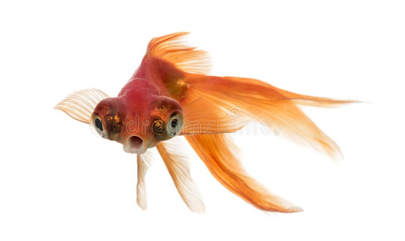 La vue de face d'un poisson rouge dans l'eau islolated sur le blanc image stock La vue de face d'un poisson rouge dans l'eau islolated sur le blanc image stock