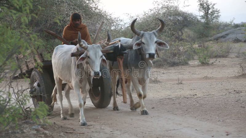 La vue de face de l'équitation indienne locale d'homme sur un chariot a porté par des bétail banque de vidéos