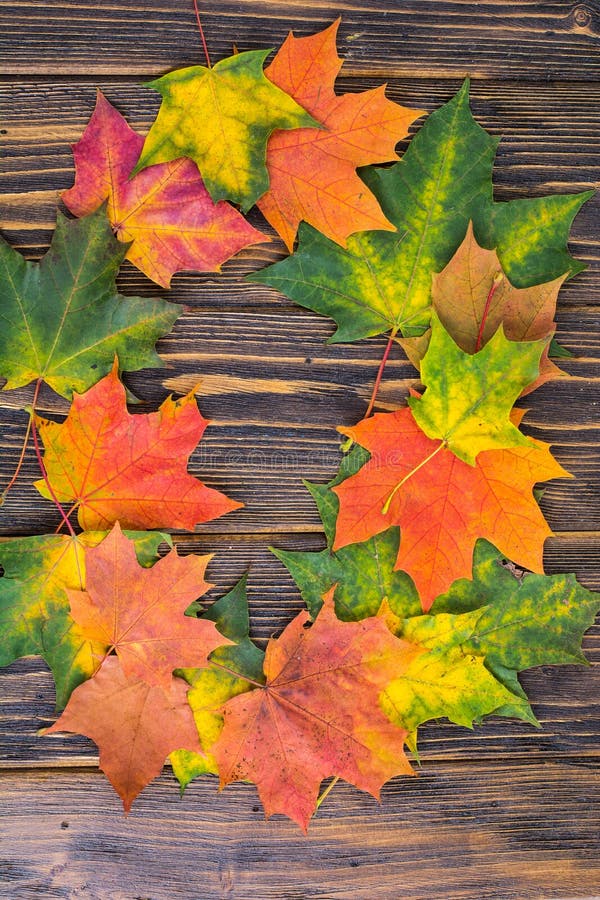 La vue de l'érable coloré automnal de jaune, vert et rouge part sur le fond en bois Feuillage d'automne Photo de studio