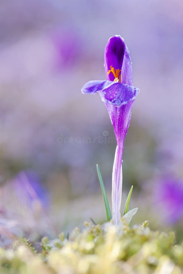 La vue du ressort de floraison de magie fleurit le crocus s'élevant des freshgrass dans la faune Belle macro photo de crocus wild photo libre de droits La vue du ressort de floraison de magie fleurit le crocus s'élevant des freshgrass dans la faune Belle macro photo de crocus wild photo libre de droits