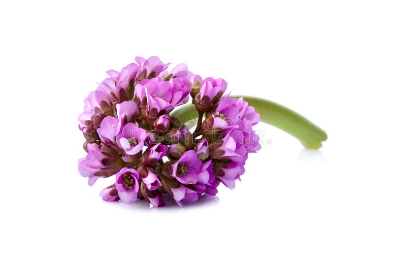 La vue en gros plan au bergenia rose de fleur a ?galement appel? l'?l?phant-oreille, th? badan et sib?rien, th? mongol, bergenia photos libres de droits La vue en gros plan au bergenia rose de fleur a ?galement appel? l'?l?phant-oreille, th? badan et sib?rien, th? mongol, bergenia photos libres de droits
