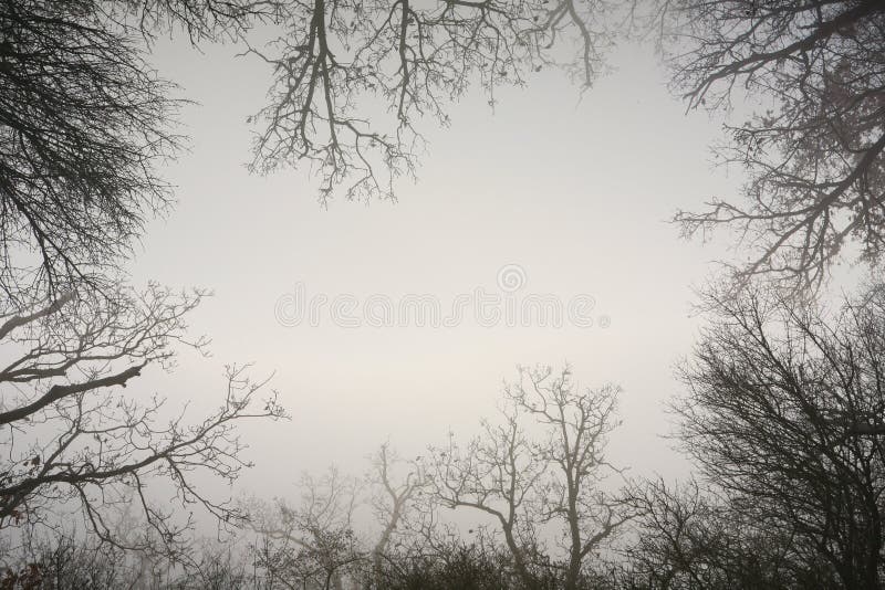 La vue faite à partir des arbres nus d'une forêt brumeuse contient vide sont images stock La vue faite à partir des arbres nus d'une forêt brumeuse contient vide sont images stock