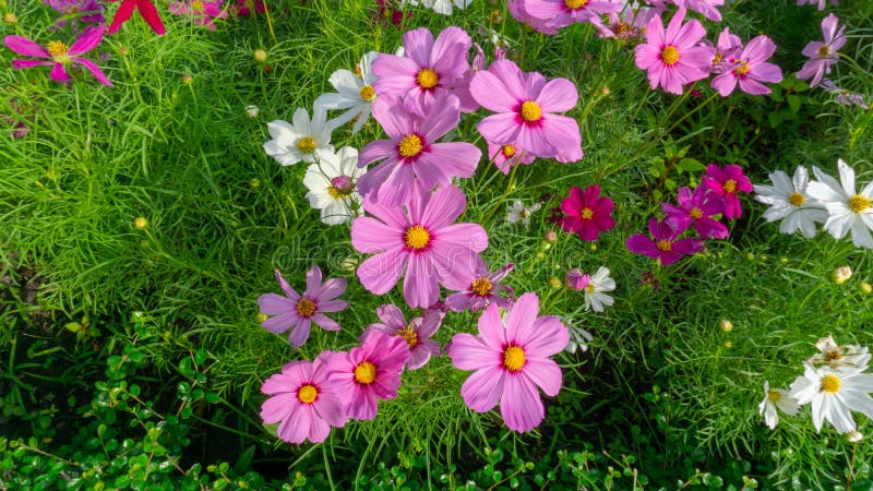 La vue sup?rieure, champ de jolis p?tales de rose et blancs des fleurs de cosmos se d?veloppent sur les feuilles vertes et le pet photographie stock La vue sup?rieure, champ de jolis p?tales de rose et blancs des fleurs de cosmos se d?veloppent sur les feuilles vertes et le pet photographie stock