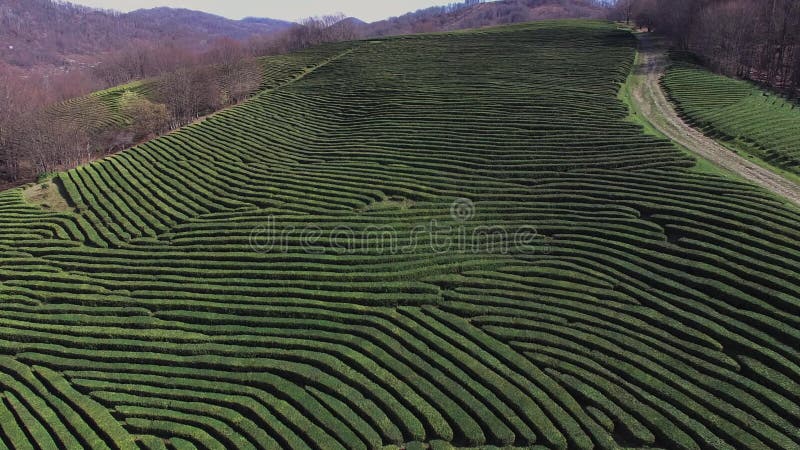 La vue supérieure des arbustes verts du thé entier, les arbres sont plantées près de l'un l'autre clips vidéos