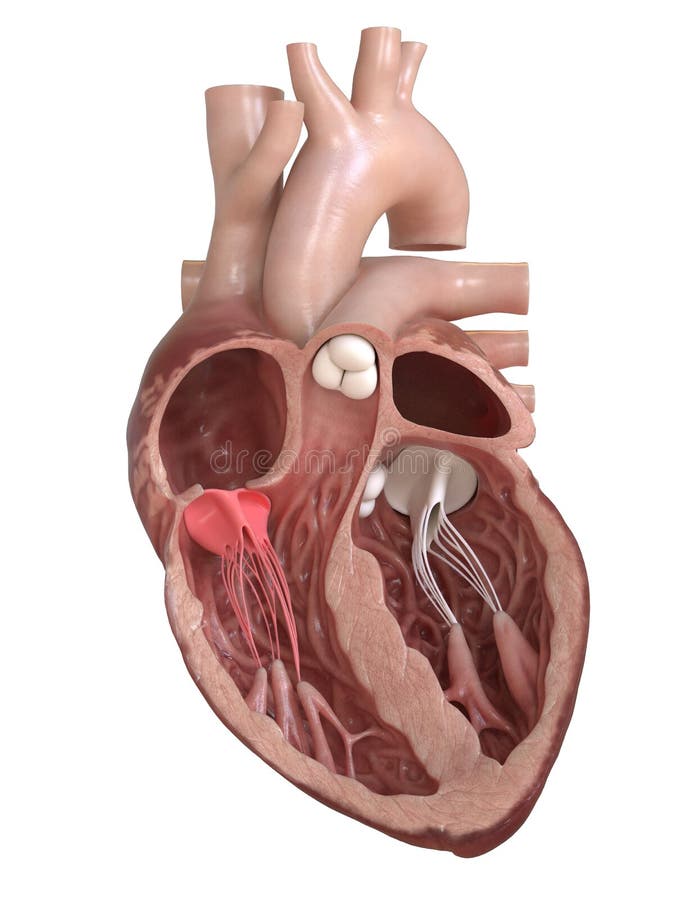 3d rendered medically accurate illustration of the tricuspid valve. 3d rendered medically accurate illustration of the tricuspid valve