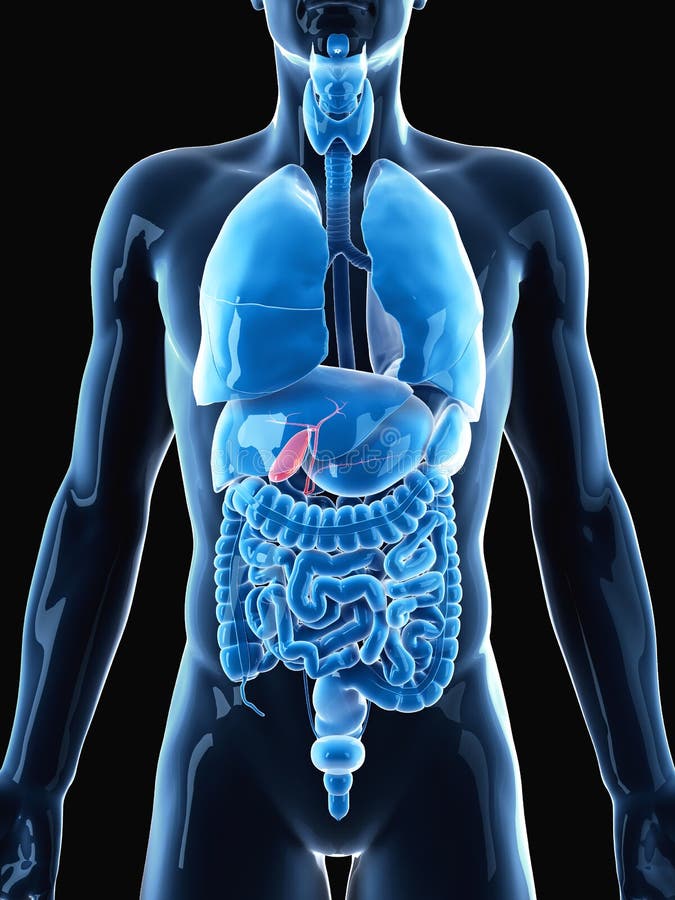 Ou Se Trouve La Vésicule Biliaire Dans Le Corps Humain La vésicule biliaire illustration stock. Illustration du organes - 59785698
