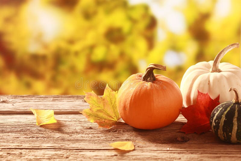 La zucca e la zucca fresche in autunno fanno il giardinaggio immagine stock libera da diritti La zucca e la zucca fresche in autunno fanno il giardinaggio immagine stock libera da diritti