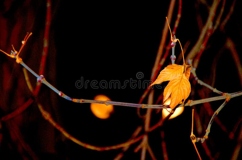 La última hoja en el arce por la noche libre illustration La última hoja en el arce por la noche libre illustration