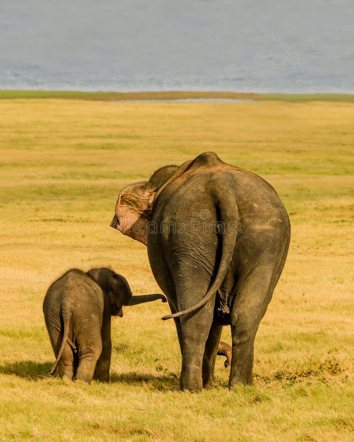 Laat gaan mamma, Olifantsbaby en mamma die samen lopen stock foto Laat gaan mamma, Olifantsbaby en mamma die samen lopen stock foto