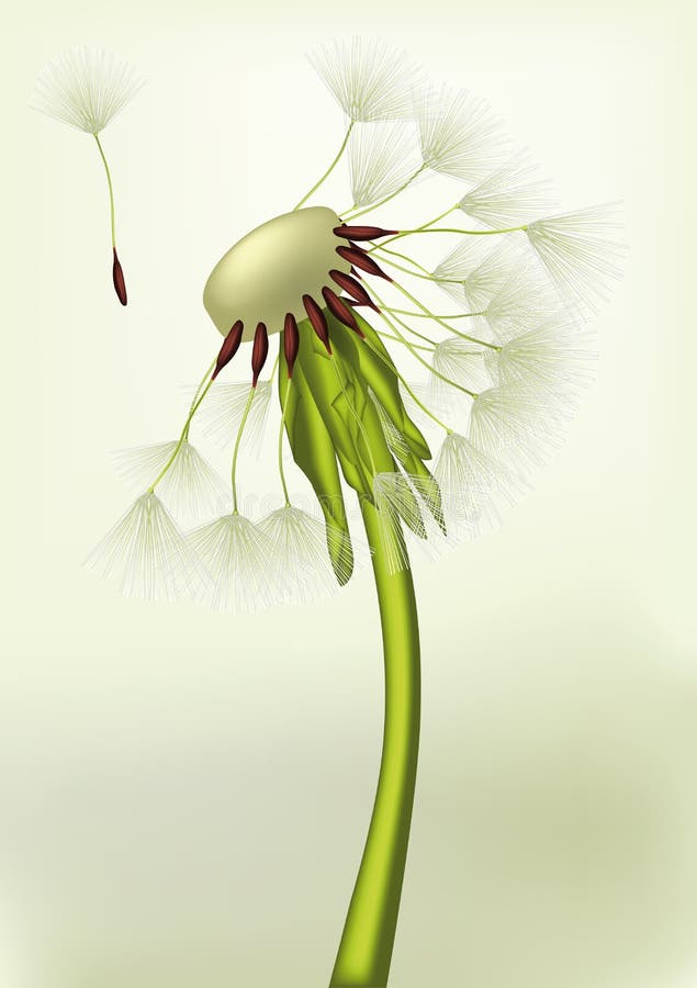 Laatste paardebloem vector illustratie Laatste paardebloem vector illustratie