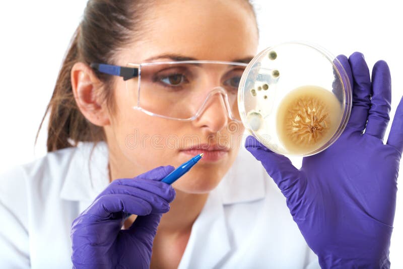 Lab assistant check petri dish with bacterium