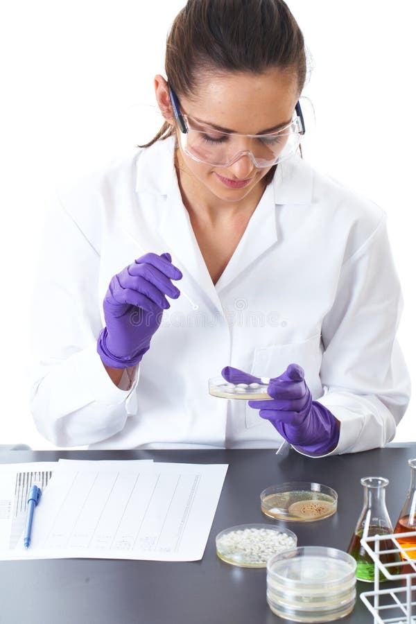 Lab assistant check petri dish with bacterium