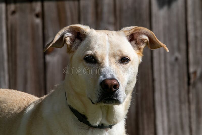 Lab mixed hotsell with border collie