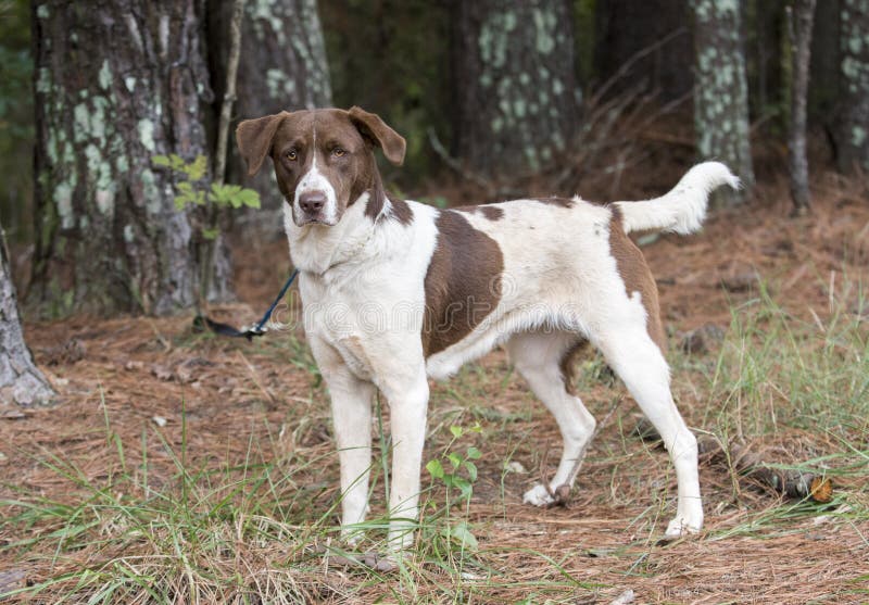 Lab Pointer Mixed Breed Dog Outside on Leash Stock Image - Image of ...