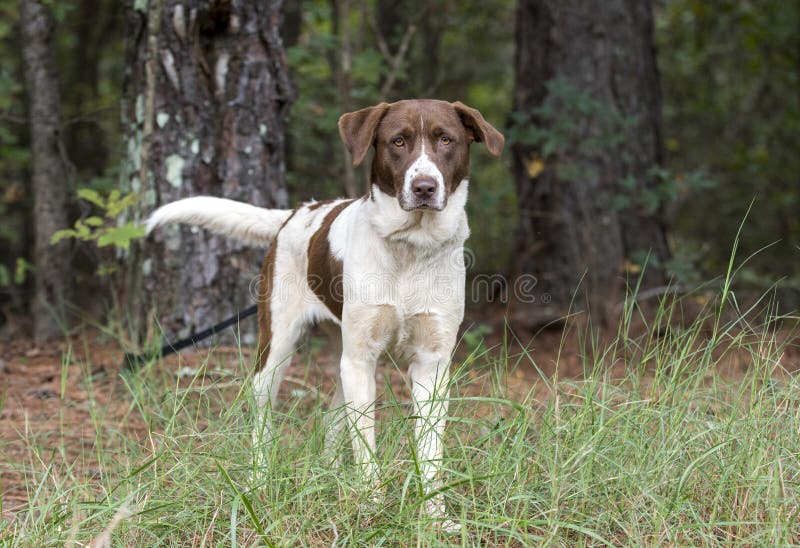 Pointer Mixed Breed Dog Outside on Leash Wagging Tail Stock Photo - Image of canine: 128377144