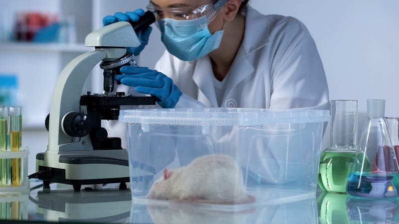 Lab scientist examining sample through microscope, test rat sleeping in box stock images Lab scientist examining sample through microscope, test rat sleeping in box stock images