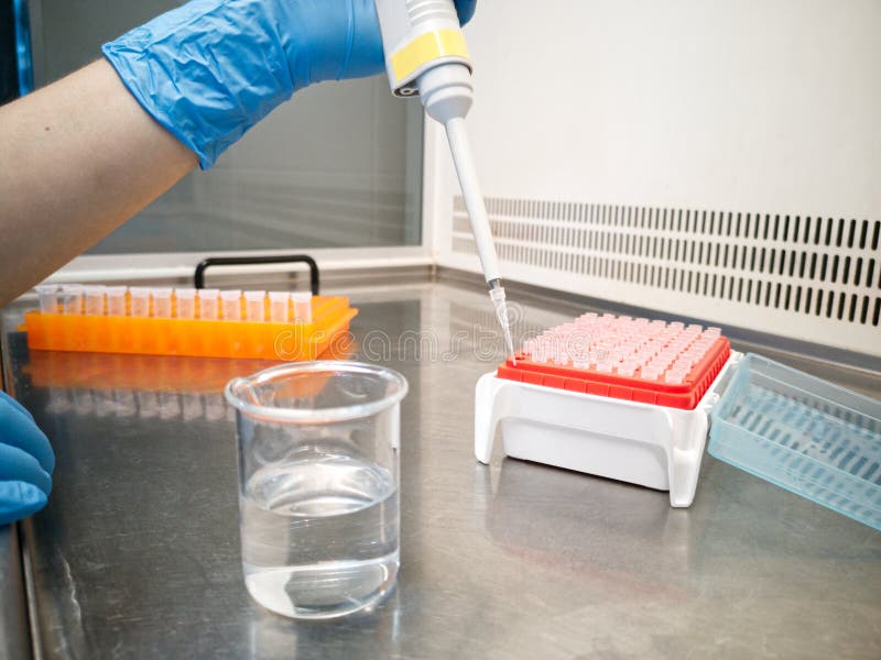 Lab Technician in Blue Medical Gloves Using an Electronic Pipette Stock