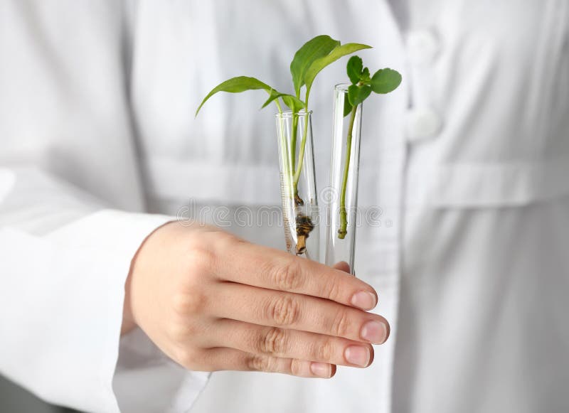 Lab Worker Holding Test Tubes with Plants, Closeup Stock Photo Image