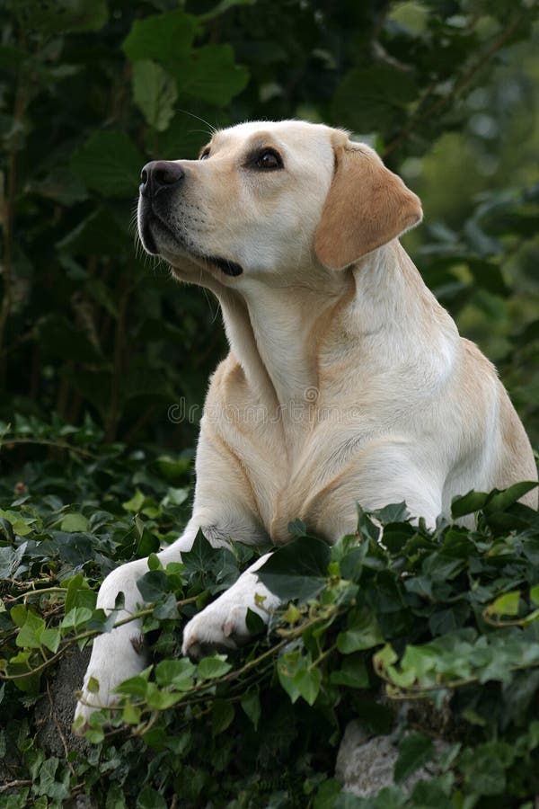 Labby Labby