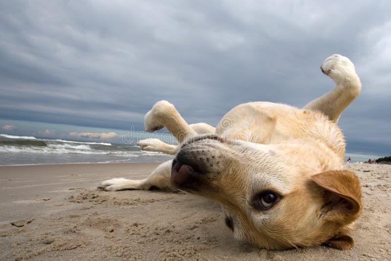 Labby on the beach