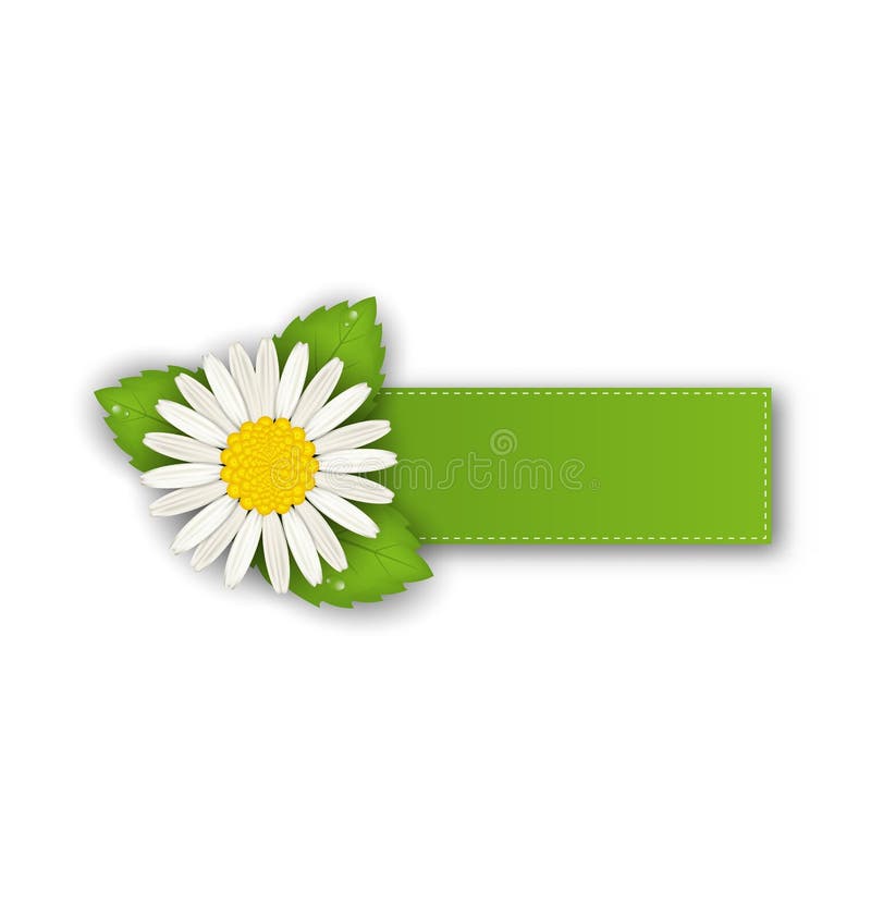 Label or offer sticker with flower daisy, on white back