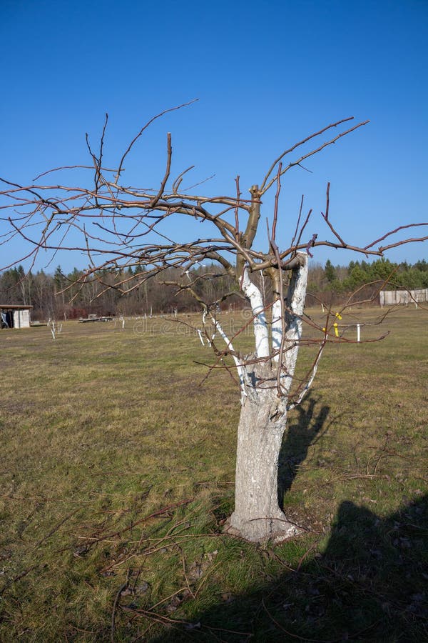Labeled fruit tree in spring. Whitewashed bark, buds on branches. Professional orchard management. Plant identification stock photo