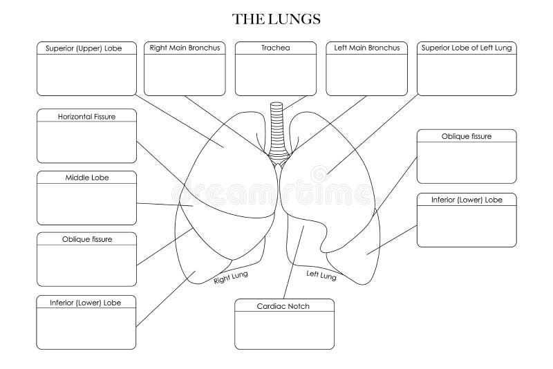 34 Labeled Neuron Diagram LynseyKieara 34-labeled-neuron-diagram-lynseykieara
