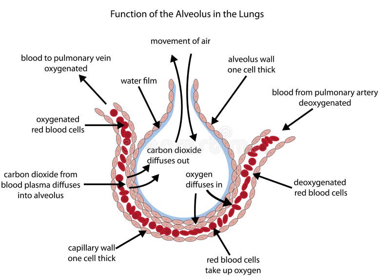 Labelled diagram of the alveolus in the lungs