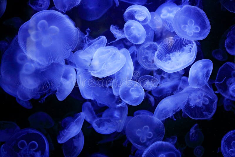 Labiata di Aurelia, medusa della luna, nell'acqua di mare scura Meduse blu bianche nell'habitat dell'oceano della natura Medusa d