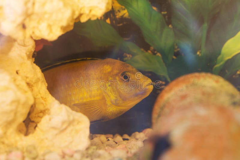 Labidochromis Yellow in Aquarium Water Stock Photo Image of animals