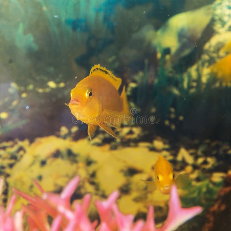 Labidochromis Yellow in Water Stock Image Image of gold, fish 86111793