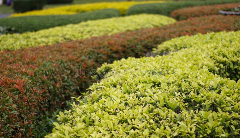 Labirinto tradizionale verde con la capanna Giardino decorativo in forma fotografie stock libere da diritti Labirinto tradizionale verde con la capanna Giardino decorativo in forma fotografie stock libere da diritti